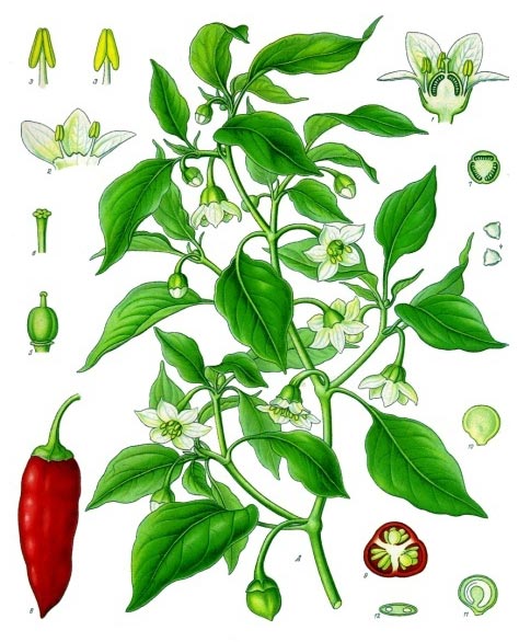 Capsicum_Annuum_fig1