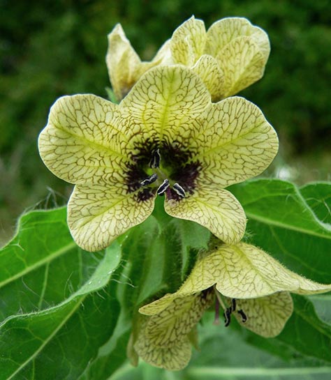 Hyoscyamus_niger_fig1