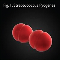 Streptococcinum_2012-fig1