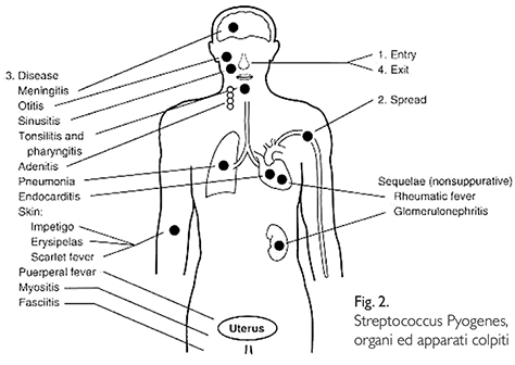 Streptococcinum_2012-fig2