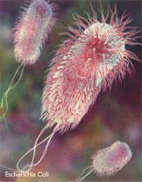 Colibacillinum_Proving_fig1