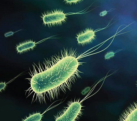 Colibacillinum_Proving_fig2